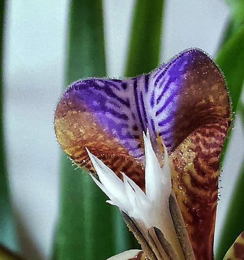 虎眼万年青养殖需要注意什么？如何正确养殖虎眼万年青？