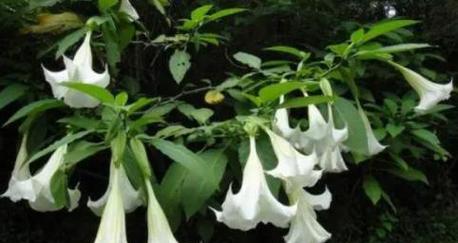 曼陀罗花语（探寻曼陀罗花语的深意与象征）