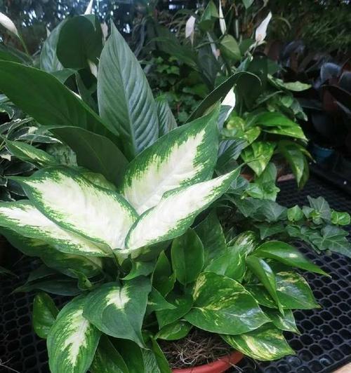 虎眼万年青养殖需要注意什么？如何正确养殖虎眼万年青？