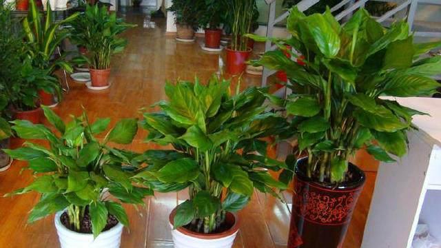 新房除甲醛的植物有哪些？这些植物真的有效吗？
