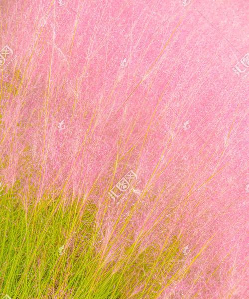 粉黛乱子草播种的最佳时间是什么时候？如何确保高成活率？