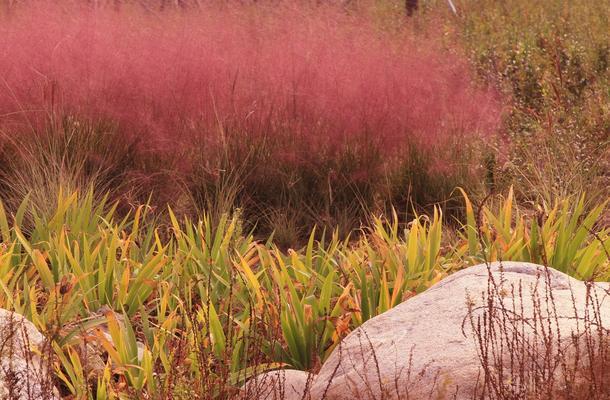 粉黛乱子草播种的最佳时间是什么时候？如何确保高成活率？