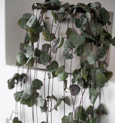 爱之蔓锦爆盆技巧是什么？如何快速实现爆盆效果？