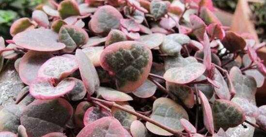 爱之蔓锦爆盆技巧是什么？如何快速实现爆盆效果？