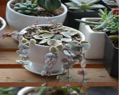 爱之蔓锦爆盆技巧是什么？如何快速实现爆盆效果？