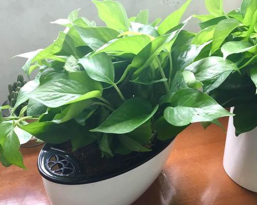 植物的希望与梦想（象征希望的植物及其意义）