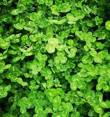 植物的希望与梦想（象征希望的植物及其意义）