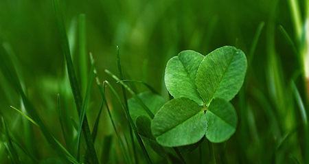 植物的希望与梦想（象征希望的植物及其意义）