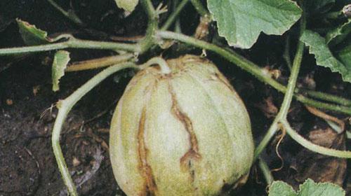 甜瓜软腐病用什么药好？有效防治方法有哪些？
