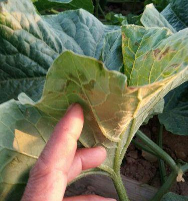 甜瓜软腐病用什么药好？有效防治方法有哪些？