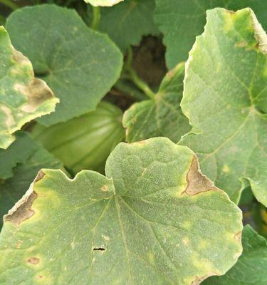 甜瓜软腐病用什么药好？有效防治方法有哪些？