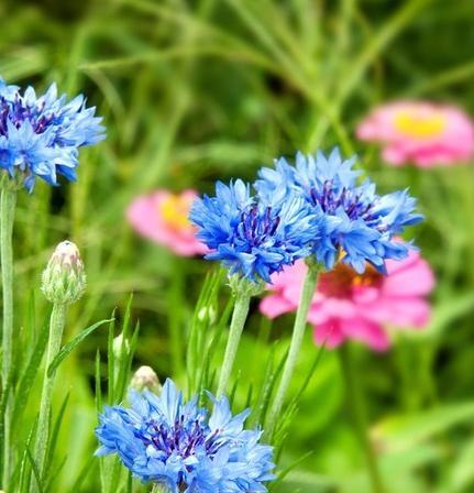 遇见的花语——以蓝色风信子为主题（蓝色风信子）