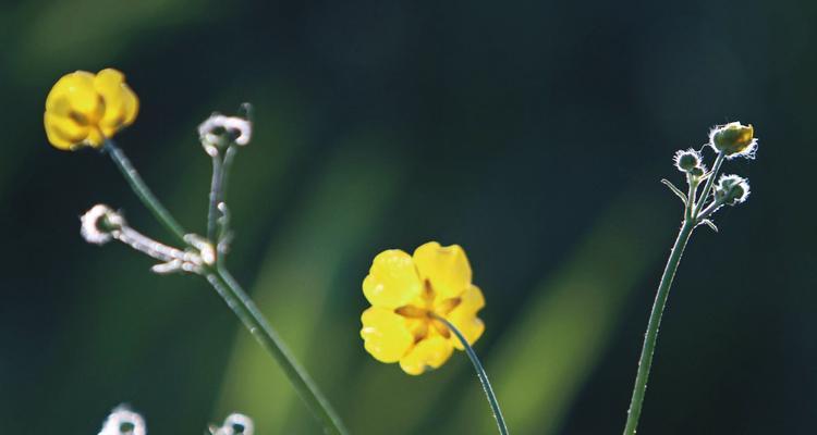 小草的品质和精神是什么？如何体现坚韧不拔？