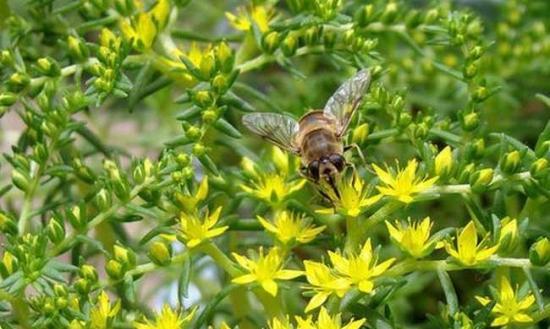 小草的品质和精神是什么？如何体现坚韧不拔？