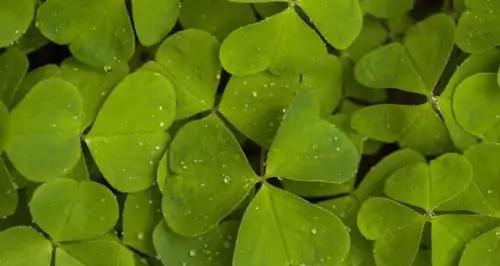 小草的品质和精神是什么？如何体现坚韧不拔？