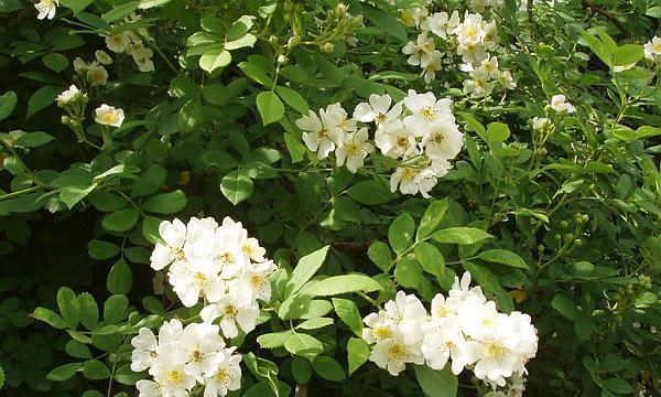 白蔷薇的花语（探索白蔷薇的含义）