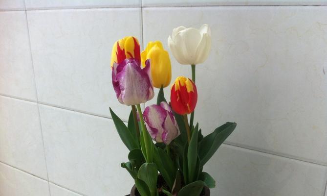 郁金香放在卧室安全吗？需要注意什么？