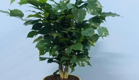 用花传递平安与健康（花卉的美丽与祝福）