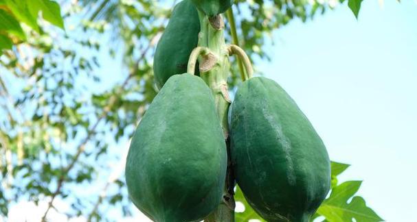 木瓜香味真的有毒吗?食用木瓜的安全性解析? 木瓜香味真的有毒吗?食用木瓜的安全性解析?