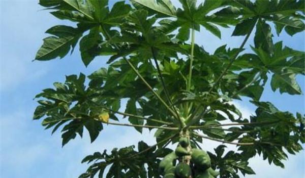 木瓜香味真的有毒吗?食用木瓜的安全性解析? 木瓜香味真的有毒吗?食用木瓜的安全性解析?