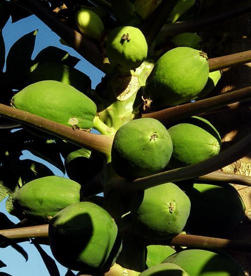 木瓜香味真的有毒吗?食用木瓜的安全性解析? 木瓜香味真的有毒吗?食用木瓜的安全性解析?