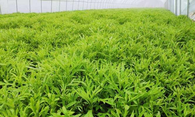 芦蒿播种的最佳时间是什么时候？如何确保高产？