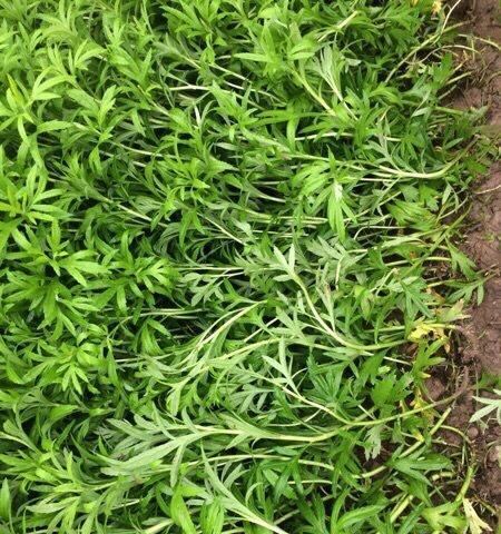 芦蒿播种的最佳时间是什么时候？如何确保高产？