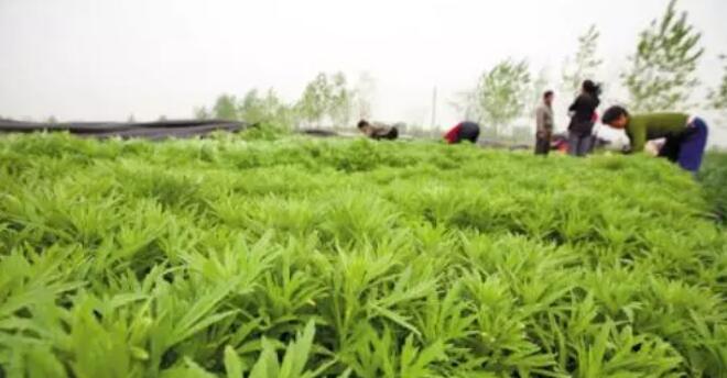 芦蒿播种的最佳时间是什么时候？如何确保高产？