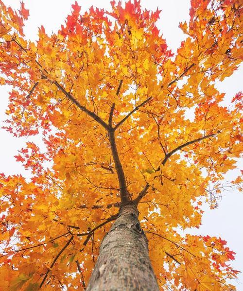 枫树和梧桐树的区别是什么?如何区分它们? 枫树和梧桐树的区别是什么?如何区分它们?