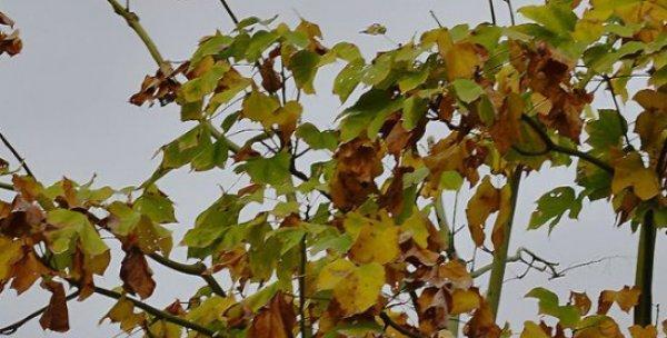 枫树和梧桐树的区别是什么?如何区分它们? 枫树和梧桐树的区别是什么?如何区分它们?