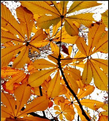 枫树和梧桐树的区别是什么?如何区分它们? 枫树和梧桐树的区别是什么?如何区分它们?