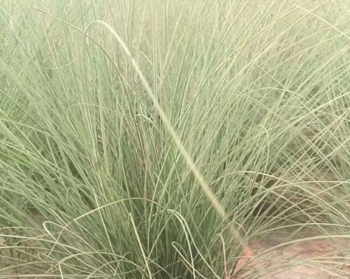 黑藻属于低等植物吗？黑藻的分类和特性是什么？