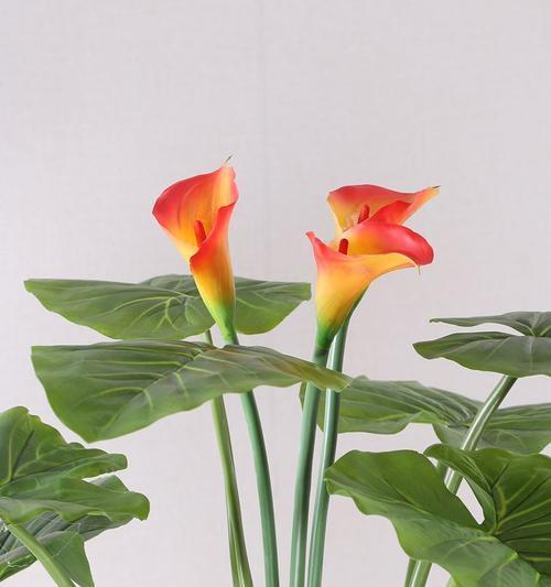 马蹄莲通常在哪个季节开花？如何养护才能延长花期？