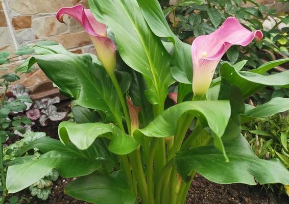 马蹄莲通常在哪个季节开花？如何养护才能延长花期？