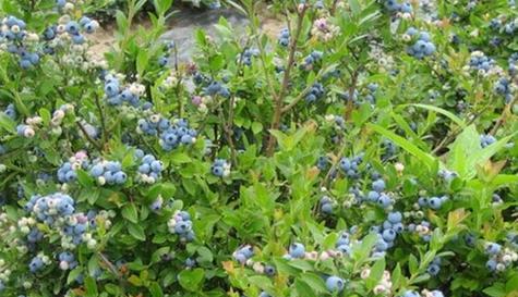 蓝莓的最佳剪枝时间是什么时候？剪枝后如何管理？