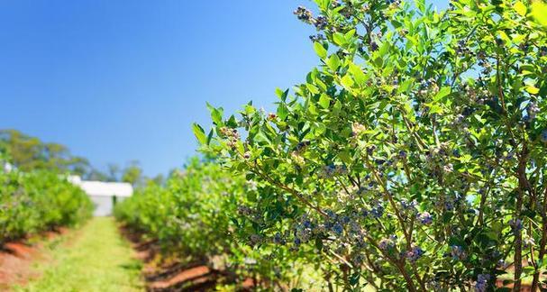 蓝莓的最佳剪枝时间是什么时候？剪枝后如何管理？