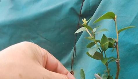 蓝莓的最佳剪枝时间是什么时候？剪枝后如何管理？