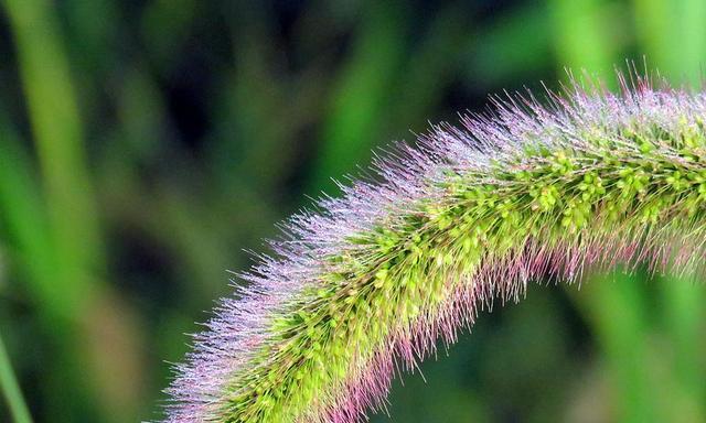 狗尾巴草的花语与意义（揭示狗尾巴草的秘密和象征意义）