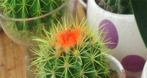 仙人球不开花是什么原因?如何解决?