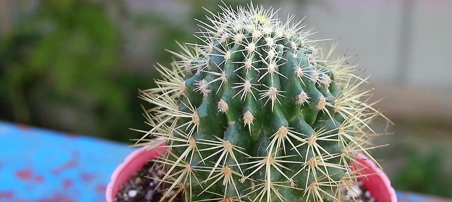 仙人球不开花是什么原因?如何解决? 仙人球不开花是什么原因?如何解决?