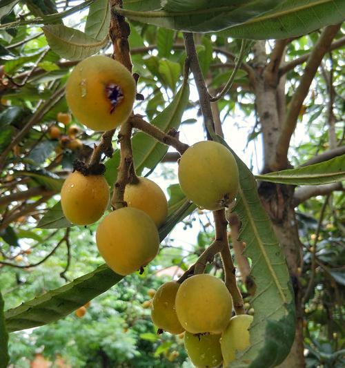 龙泉枇杷何时上市？成熟季节和购买指南是什么？