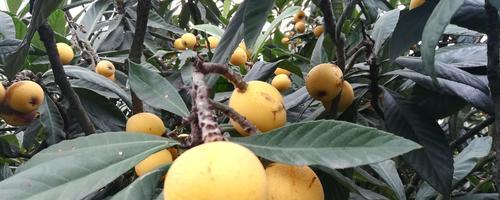 龙泉枇杷何时上市？成熟季节和购买指南是什么？