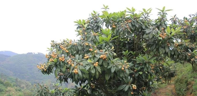 龙泉枇杷何时上市？成熟季节和购买指南是什么？