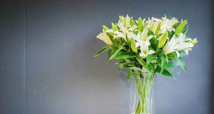 白百合花的象征意义与寓意(揭秘白百合花的深层含义及其文化传承) 白百合花的象征意义与寓意(揭秘白百合花的深层含义及其文化传承)