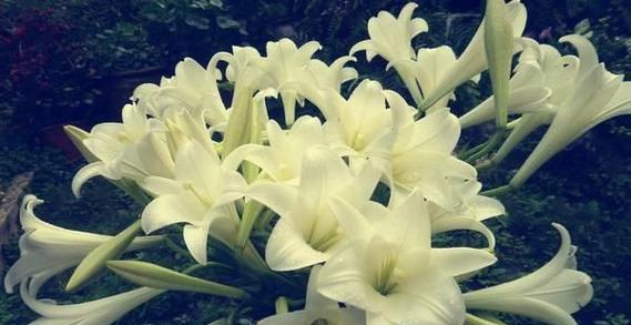 白百合花的象征意义与寓意(揭秘白百合花的深层含义及其文化传承) 白百合花的象征意义与寓意(揭秘白百合花的深层含义及其文化传承)