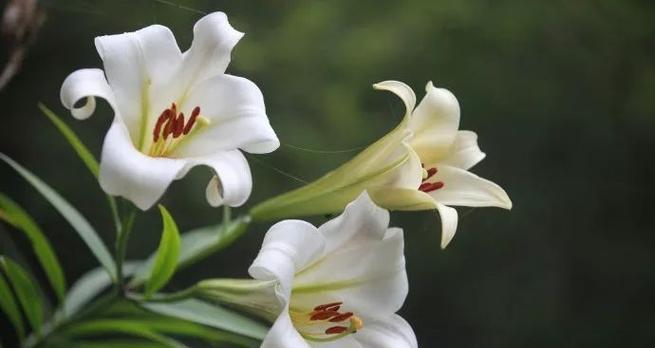 白百合花的象征意义与寓意(揭秘白百合花的深层含义及其文化传承) 白百合花的象征意义与寓意(揭秘白百合花的深层含义及其文化传承)