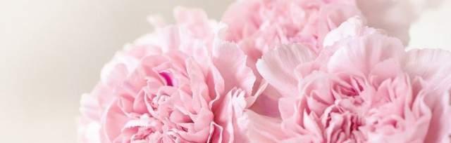 粉康乃馨的花语与意义（浪漫而温馨的花语）