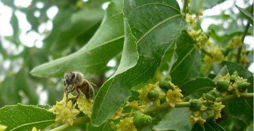 开心果属于哪种树？它是多年生落叶果树吗？