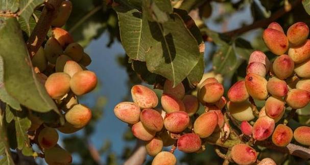 开心果属于哪种树？它是多年生落叶果树吗？