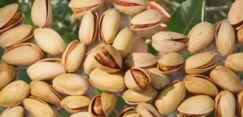 开心果属于哪种树？它是多年生落叶果树吗？